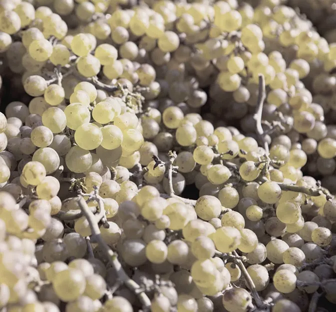 Jasne winogrona